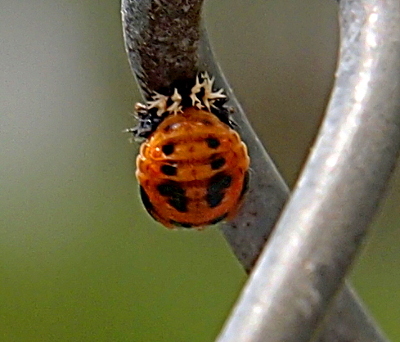 [The shape of the main section of the body is similar to the mature beetle with its wings closed. The oval section is orange with black spots and has ridges. The front section is sections of white 